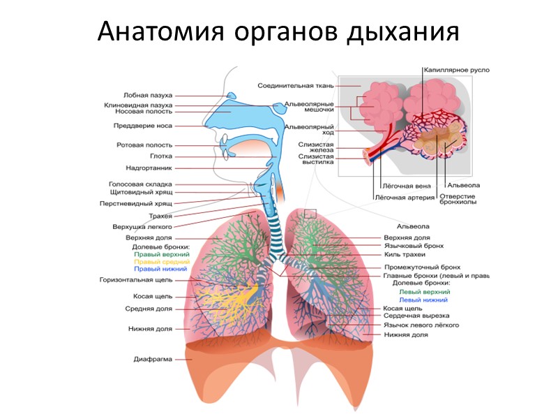 Анатомия органов дыхания